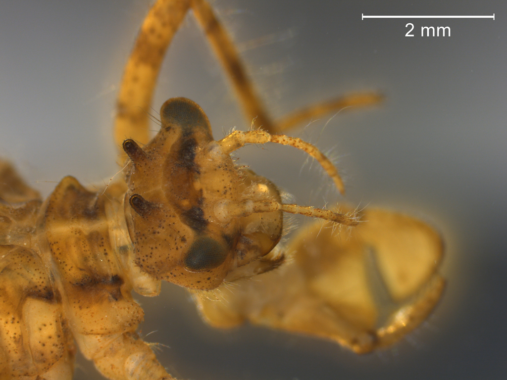 Epitheca bimaculata
